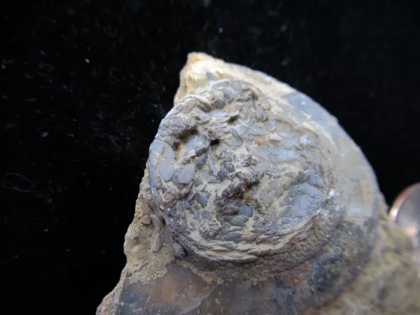 Genuine Ordovician Age Isorophus Edrioasteroid From Ohio For Sale #8a