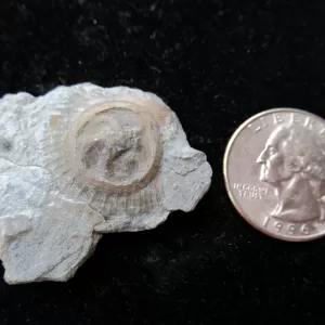 Genuine Ordovician Age Isorophus Edrioasteroid From Ohio For Sale #9