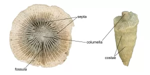 Arkansas Horn Coral Fossils for Sale