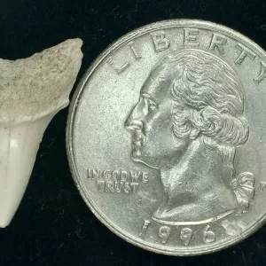 Genuine Miocene Age Isurus hastalis Shark Tooth Fossils From Bakersfield, California For Sale #1