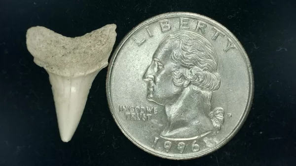 Genuine Miocene Age Isurus hastalis Shark Tooth Fossils From Bakersfield, California For Sale #1