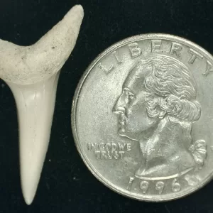 Genuine Miocene Age Isurus hastalis Shark Tooth Fossils From Bakersfield, California For Sale #10