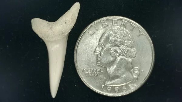 Genuine Miocene Age Isurus hastalis Shark Tooth Fossils From Bakersfield, California For Sale #10