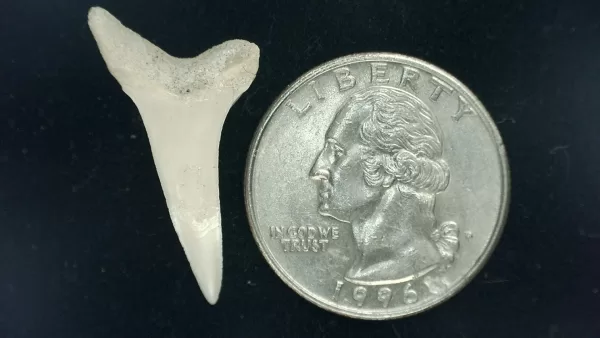 Genuine Miocene Age Isurus hastalis Shark Tooth Fossils From Bakersfield, California For Sale #10a