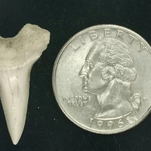 Genuine Miocene Age Isurus hastalis Shark Tooth Fossils From Bakersfield, California For Sale #11