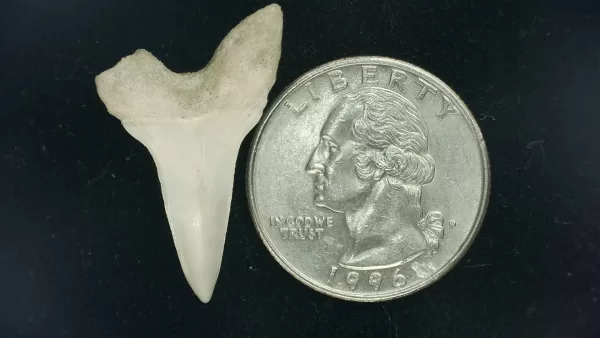 Genuine Miocene Age Isurus hastalis Shark Tooth Fossils From Bakersfield, California For Sale #11a