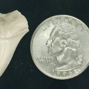 Genuine Miocene Age Isurus hastalis Shark Tooth Fossils From Bakersfield, California For Sale #12