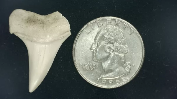 Genuine Miocene Age Isurus hastalis Shark Tooth Fossils From Bakersfield, California For Sale #12