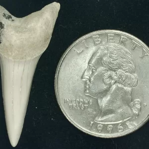 Genuine Miocene Age Isurus hastalis Shark Tooth Fossils From Bakersfield, California For Sale #14