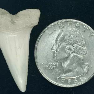 Genuine Miocene Age Isurus hastalis Shark Tooth Fossils From Bakersfield, California For Sale #15