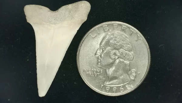 Genuine Miocene Age Isurus hastalis Shark Tooth Fossils From Bakersfield, California For Sale #15a