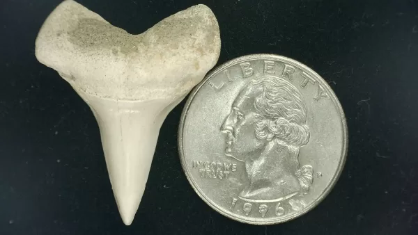 Genuine Miocene Age Isurus hastalis Shark Tooth Fossils From Bakersfield, California For Sale #16