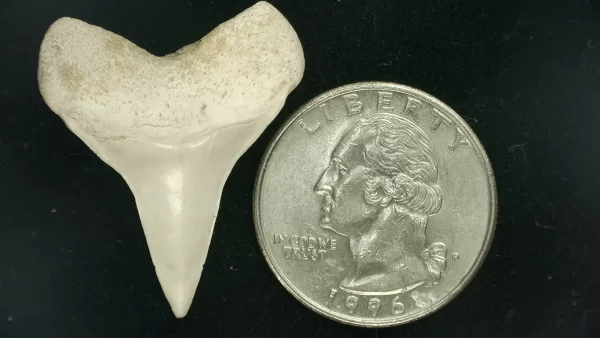 Genuine Miocene Age Isurus hastalis Shark Tooth Fossils From Bakersfield, California For Sale #16a