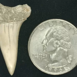 Genuine Miocene Age Isurus hastalis Shark Tooth Fossils From Bakersfield, California For Sale #17