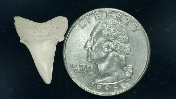 Genuine Miocene Age Isurus hastalis Shark Tooth Fossils From Bakersfield, California For Sale #1a