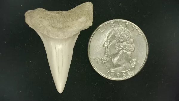 Genuine Miocene Age Isurus hastalis Shark Tooth Fossils From Bakersfield, California For Sale #21