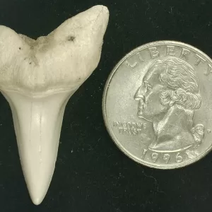 Genuine Miocene Age Isurus hastalis Shark Tooth Fossils From Bakersfield, California For Sale #24