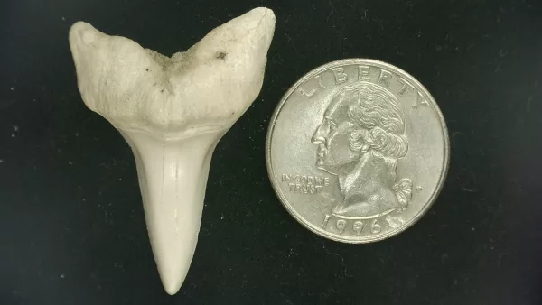 Genuine Miocene Age Isurus hastalis Shark Tooth Fossils From Bakersfield, California For Sale #24