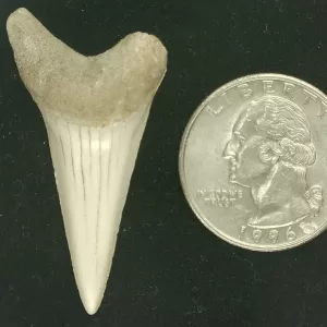 Genuine Miocene Age Isurus hastalis Shark Tooth Fossils From Bakersfield, California For Sale #25