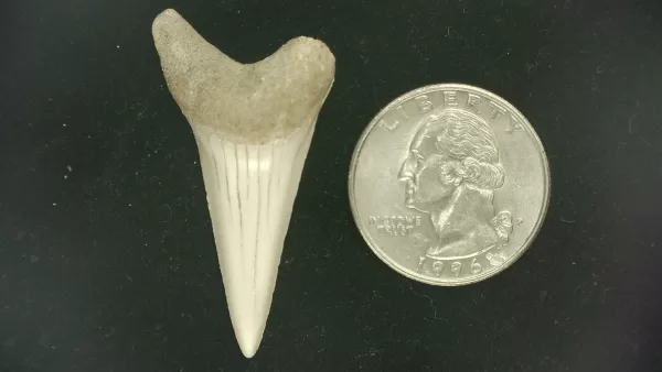 Genuine Miocene Age Isurus hastalis Shark Tooth Fossils From Bakersfield, California For Sale #25