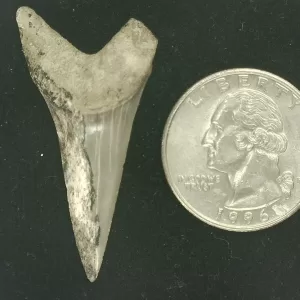 Genuine Miocene Age Isurus hastalis Shark Tooth Fossils From Bakersfield, California For Sale #26