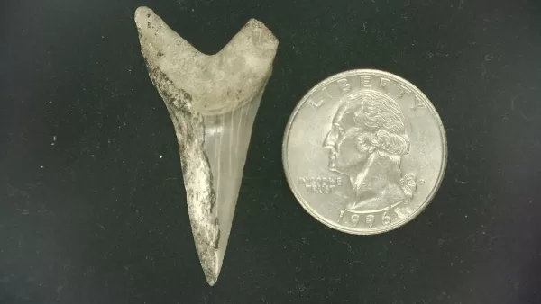 Genuine Miocene Age Isurus hastalis Shark Tooth Fossils From Bakersfield, California For Sale #26