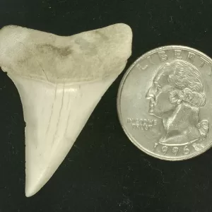 Genuine Miocene Age Isurus hastalis Shark Tooth Fossils From Bakersfield, California For Sale #28