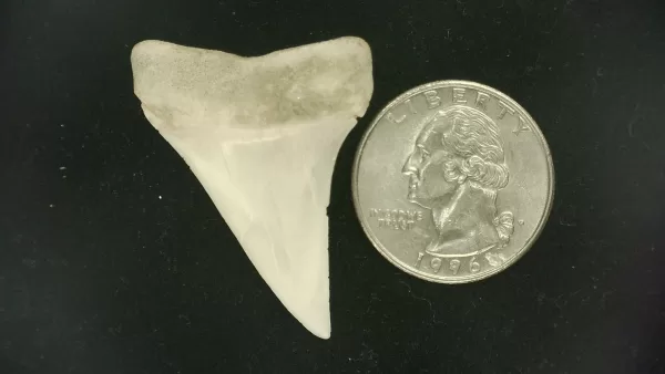 Genuine Miocene Age Isurus hastalis Shark Tooth Fossils From Bakersfield, California For Sale #28a