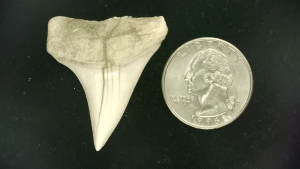 Genuine Miocene Age Isurus hastalis Shark Tooth Fossils From Bakersfield, California For Sale #29