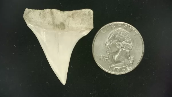 Genuine Miocene Age Isurus hastalis Shark Tooth Fossils From Bakersfield, California For Sale #29a