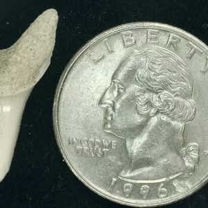 Genuine Miocene Age Isurus hastalis Shark Tooth Fossils From Bakersfield, California For Sale #3