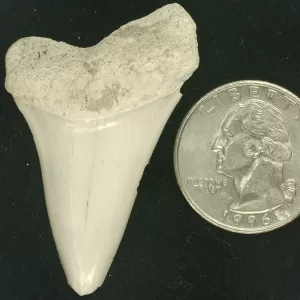 Genuine Miocene Age Isurus hastalis Shark Tooth Fossils From Bakersfield, California For Sale #34