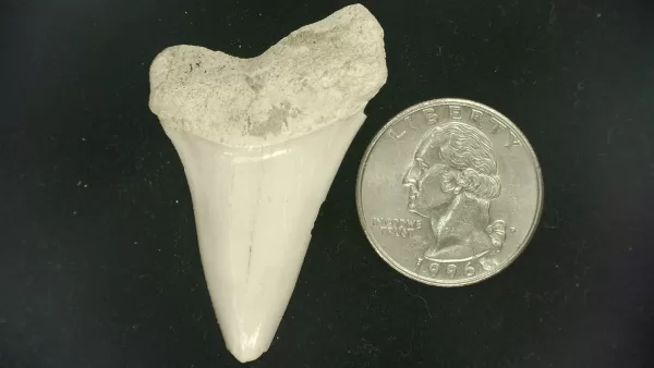 Genuine Miocene Age Isurus hastalis Shark Tooth Fossils From Bakersfield, California For Sale #34