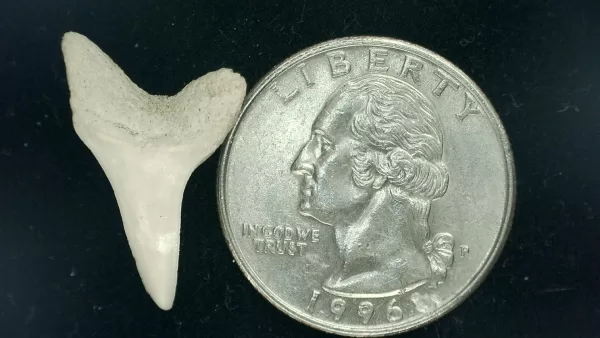 Genuine Miocene Age Isurus hastalis Shark Tooth Fossils From Bakersfield, California For Sale #3a