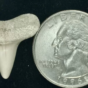 Genuine Miocene Age Isurus hastalis Shark Tooth Fossils From Bakersfield, California For Sale #4