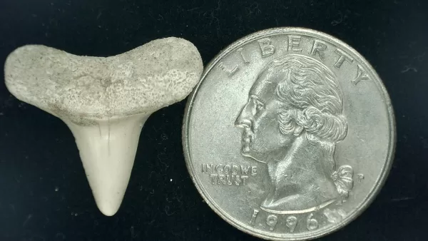 Genuine Miocene Age Isurus hastalis Shark Tooth Fossils From Bakersfield, California For Sale #4