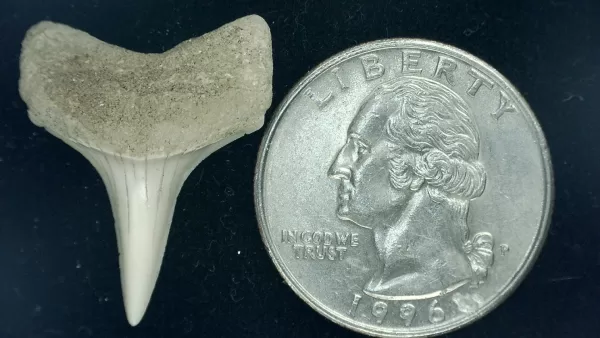 Genuine Miocene Age Isurus hastalis Shark Tooth Fossils From Bakersfield, California For Sale #5