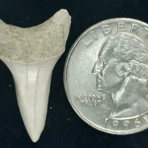 Genuine Miocene Age Isurus hastalis Shark Tooth Fossils From Bakersfield, California For Sale #7