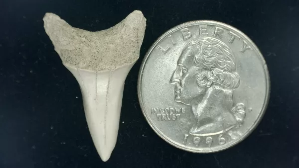 Genuine Miocene Age Isurus hastalis Shark Tooth Fossils From Bakersfield, California For Sale #7