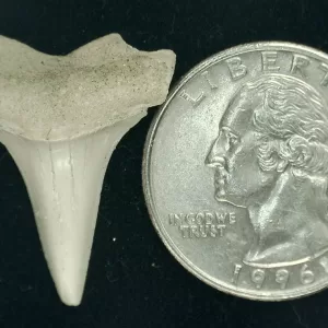 Genuine Miocene Age Isurus hastalis Shark Tooth Fossils From Bakersfield, California For Sale #8