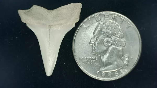 Genuine Miocene Age Isurus hastalis Shark Tooth Fossils From Bakersfield, California For Sale #8a