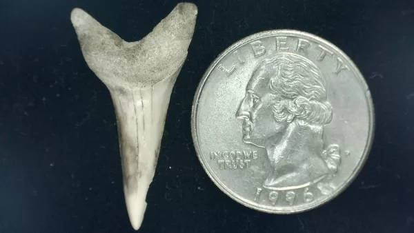 Genuine Miocene Age Isurus hastalis Shark Tooth Fossils From Bakersfield, California For Sale #9