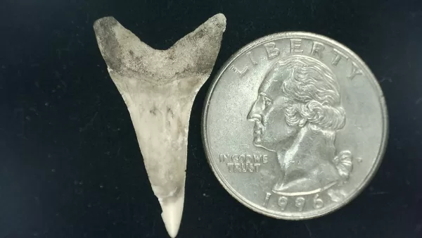 Genuine Miocene Age Isurus hastalis Shark Tooth Fossils From Bakersfield, California For Sale #9a