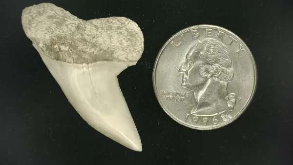 Isurus planus Shark Tooth #10