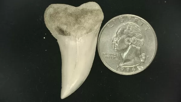 Isurus planus Shark Tooth #12