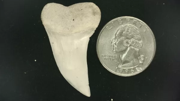 Isurus planus Shark Tooth #12 - Image 2