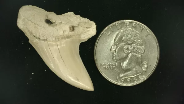 Isurus planus Shark Tooth #7