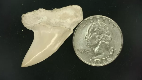 Isurus planus Shark Tooth #7 - Image 2