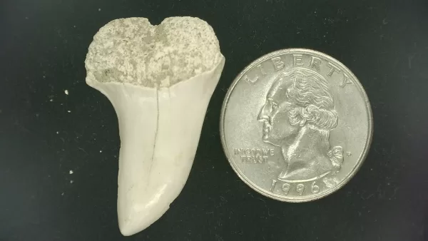 Isurus planus Shark Tooth #8