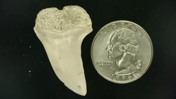 Isurus planus Shark Tooth #8 - Image 2